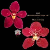 Sarcochilus Orchid Seedling L143 (Kulnura Crusher 'Purple Red' x Maria 'red rain')