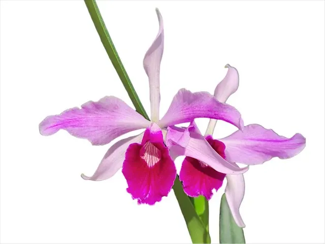 Cattleya purpurata var gilbert x var atropurpurea 'Ecuagenera' (Cattleya)