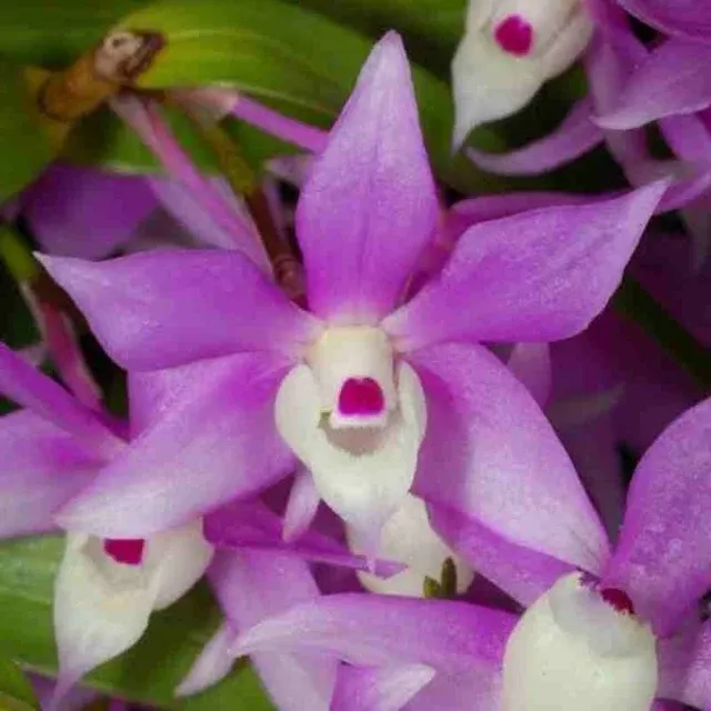 Dendrobium hercoglossum sp (Dendrobium)