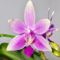 Phalaenopsis equestris X Phal. bellina