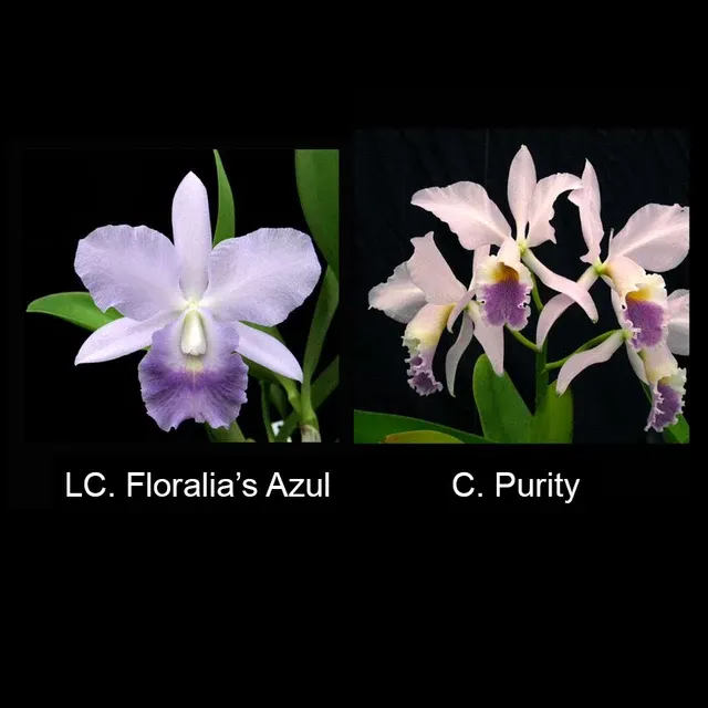 Laeliocattleya Floralia Sandra Whitlow' 'S Azul' (Laeliocattleya)