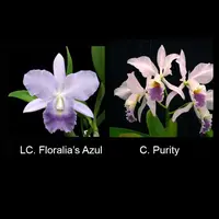 Cattleya Floralia's Azul 'Sandra' AM/AOS x C. Purity 'Whitlow'