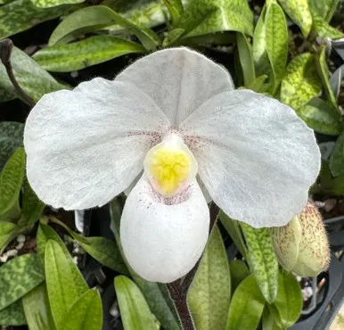 Paphiopedilum Quick Sand