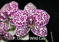 Phal. Lioulin Wild Cat 'Wildcat' (Ho's Fantastic Mirage x Jiuhbao Red Rose) (PM284) (Hybrid)
