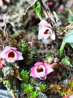 Dendrobium fuscifaucium (Micro Dendrobium) First propagation — No