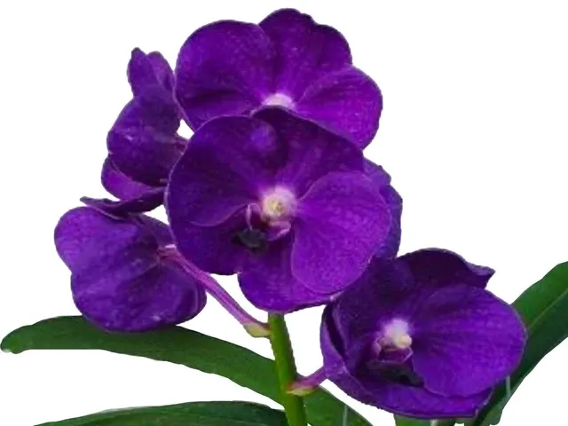 Vanda Tri Star Blue (Vanda)