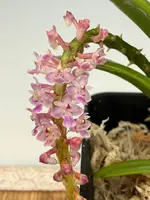 Smitinandia micrantha