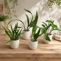 Cattleya Mix – Plante dezvoltate (Taiwan)