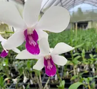 Dendrobium Burana Charming Orchid Comes in 4" Pot
