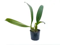 Bulbophyllum forrestii