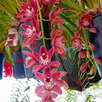 Cymbidium Cascade Hybrid – M