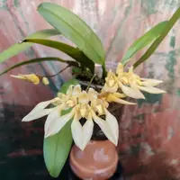 Bulbophyllum annandalei
