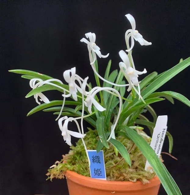 Neofinetia falcata 'Orihime'