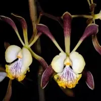Encyclia alata Sp.