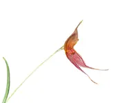 Lepanthes Tomas Bajza
