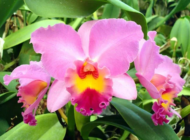 Sophrocattleya 'Royal Beau'