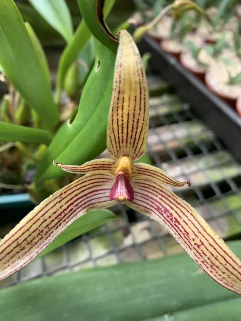 Bulbophyllum Jim Krull (Bulbophyllum)