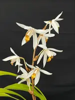 Coelogyne pachystachya (3" pot)