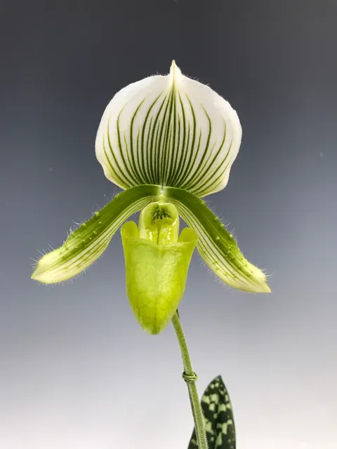 Paphiopedilum Clair De Lune 'Edgard Van Belle' (Paphiopedilum)