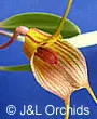 Masdevallia torta (Masdevallia)