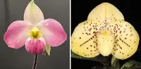 Paphiopedilum wenshanense x vietnamense