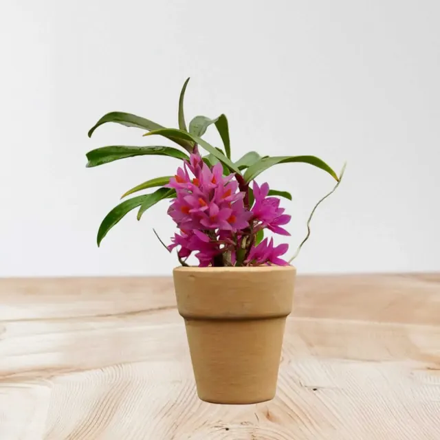 Dendrobium Hibiki 1″ Small Size