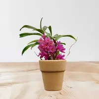 Dendrobium Hibiki 1″ Small Size