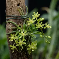 Chiloschista viridiflava, Yellow-Green Blooms, Leafless Orchid