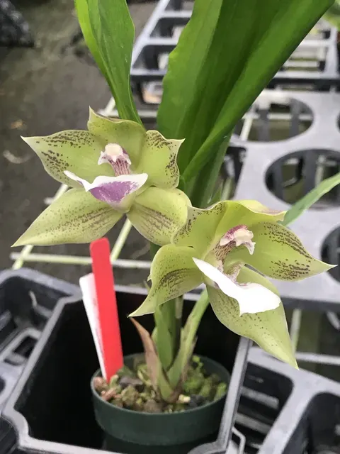 Inkarchaea Cheyenne Marie 'Midori'