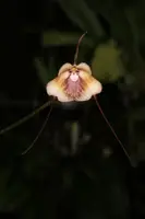 Dracula kareniae