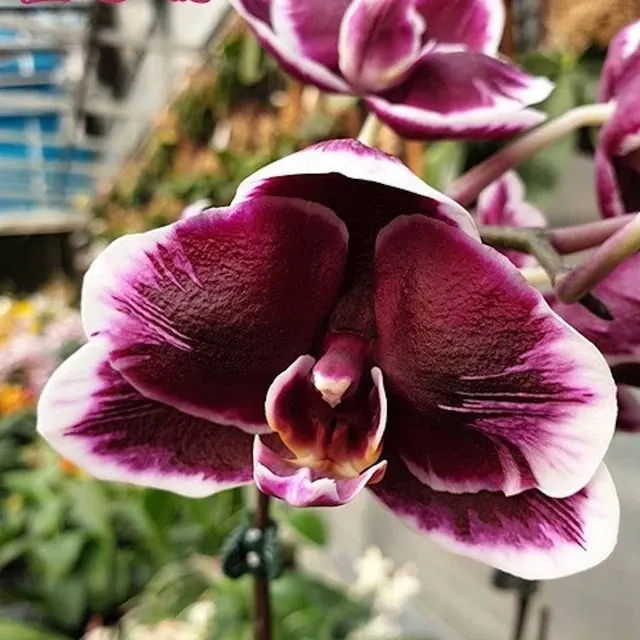 Phalaenopsis Ever Spring Prince