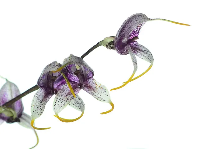 Masdevallia pachyura big (Masdevallia)