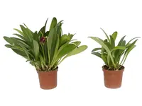 Masdevallia weberbaueri (Big)