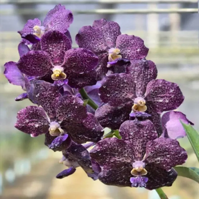 Vanda Pad Corneels Ciliers (Vanda)