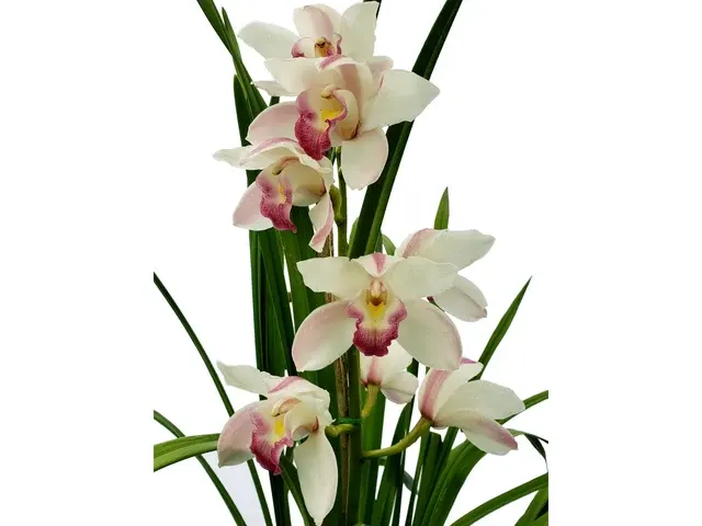 Cymbidium Pearl-Balkis (Cymbidium)