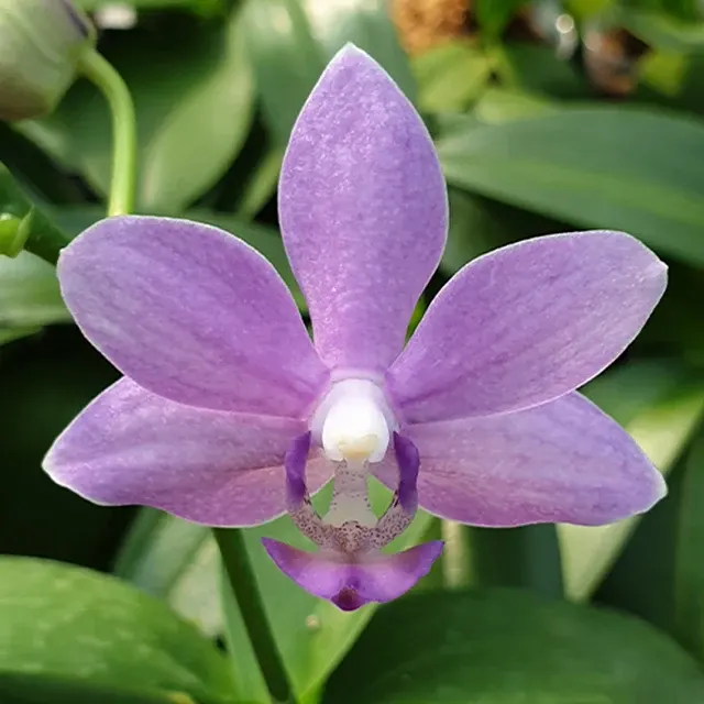 Phalaenopsis Yu-Yang Little Peacock '387'