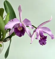 Cattleya Canhamiana 'Azure Skies'