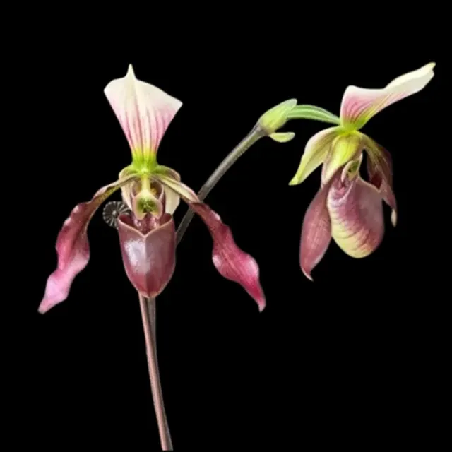 Paphiopedilum Dy Zixia (Paphiopedilum)