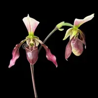[Bare-root] #PH# Paph. Dy Zixia (purpuratum x dianthum) 紫紋 x 長瓣 [2.4" BS][Oct in stock 26]