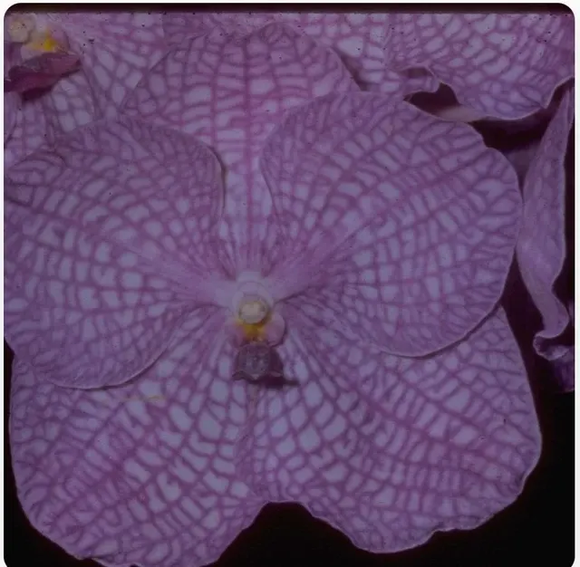 Vanda Arthur Lauffenberger 'Vancouver'