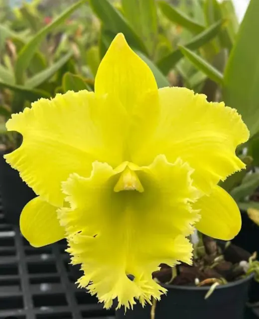 Rhyncholaeliocattleya Siam Paradise 'Lemon Field' (Rhyncholaeliocattleya)