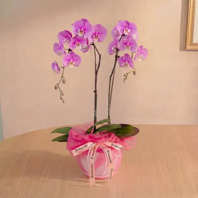 Phalaenopsis Ingrid Pink (Phalaenopsis)