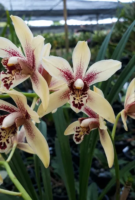 Cymbidium Suan Luang '#1' (Cymbidium)