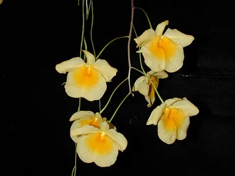 Dendrobium lindleyi (Dendrobium)