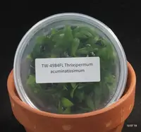 FLASK Thrixspermum acuminatissimum