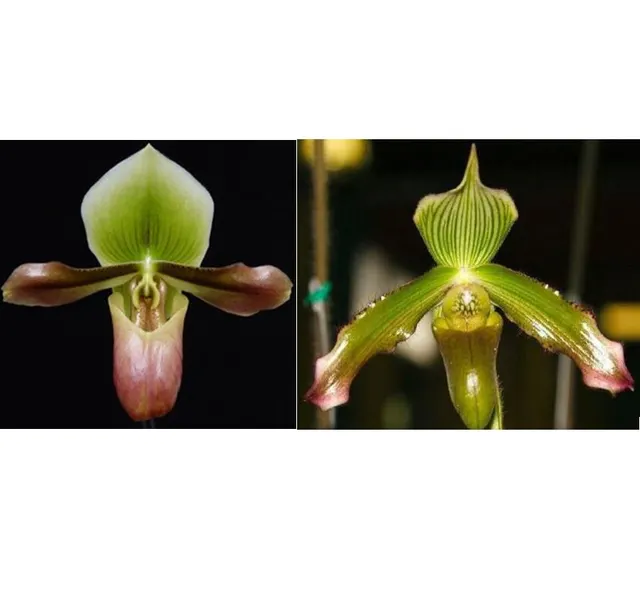 Paphiopedilum William W. Wilson (Paphiopedilum)