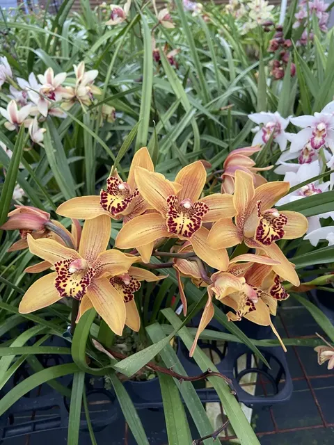 Cymbidium Here Comes The Sun