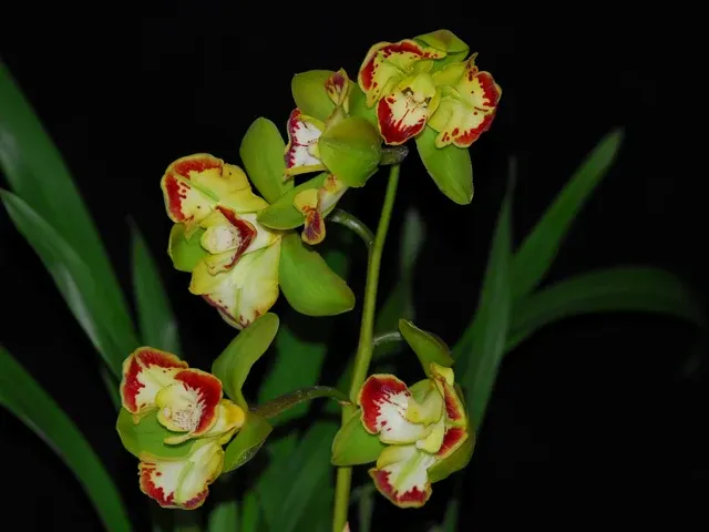 Cymbidium Vidar Harlequin (Cymbidium)