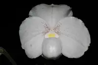 Paphiopedilum niveum