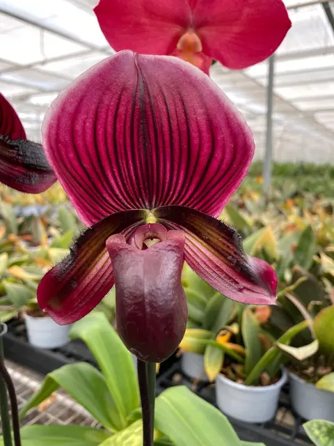 Paphiopedilum HUNG SHENG BAY Sibling Cross Of Two Selected Forms (Paphiopedilum)
